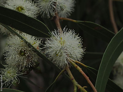 Eucalyptus viminalis ssp. cygnetensis f Denzel Murfet Scott CP